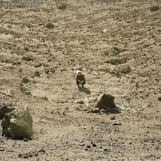 CD Noonday Dream Ben Howard