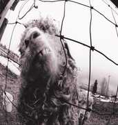 CD Vs. Pearl Jam