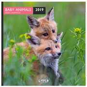 Cartoleria Calendario 2019 Cuccioli Aquarupella. Bebes Animaux - 30x30 Aquarupella
