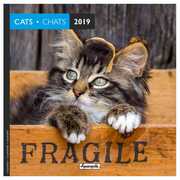 Cartoleria Calendario 2019 Gatti Aquarupella. Chats - 16,5x16,5 Aquarupella