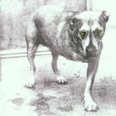 CD Alice in Chains Alice in Chains