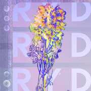 Vinile RYD RYD
