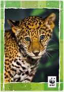 Cartoleria Quaderno maxi A4 WWF. Righe 3 elementare Panini