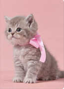 Cartoleria Quaderno maxi A4 Fine Paper a quadretti. British kitten Fine Paper
