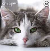 Cartoleria Calendario 2019 quadrato, 30 x 30 cm. Gatti. Cats Tavecchi