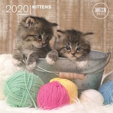 Cartoleria Calendario da parete 2020 Gattini quadrato mini Tavecchi - 18x18 Tavecchi