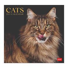 Cartoleria Calendario Legami 2021 Gatti. Cats - 30x29 Legami