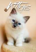 Cartoleria Calendario 2019 Gattini My Time