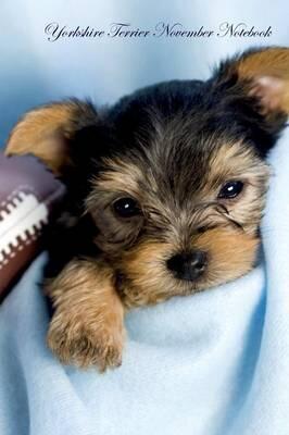 yorkie perdere peso