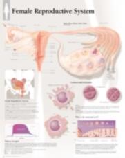 Libro in inglese Female Reproductive System Laminated Poster Scientific Publishing