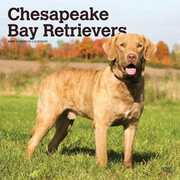 Libro in inglese Chesapeake Bay Retrievers 2020 Square Inc Browntrout Publishers