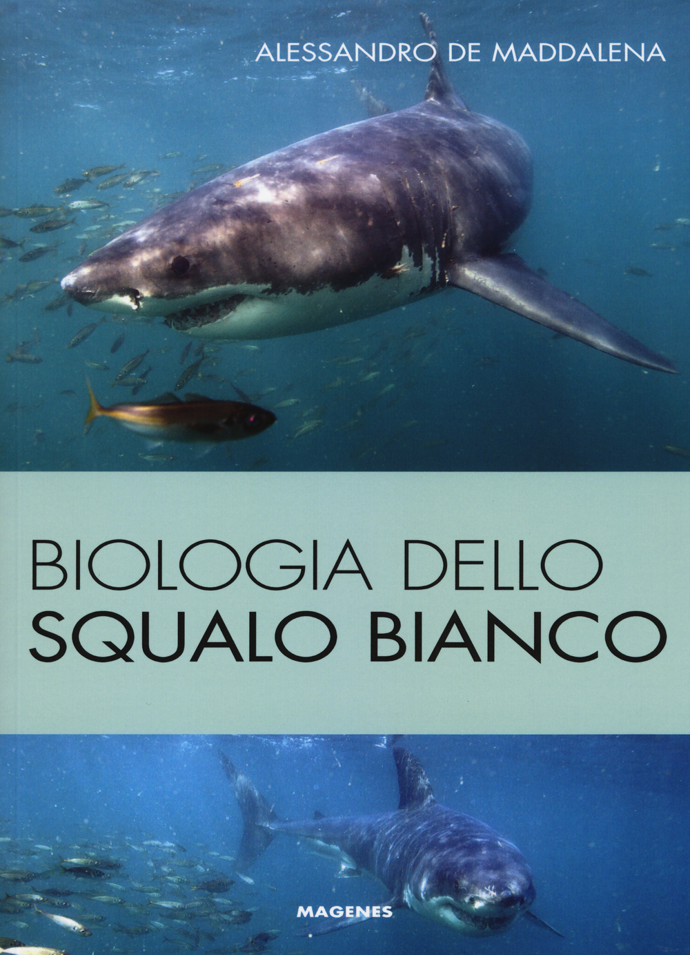 Biologia dello squalo bianco