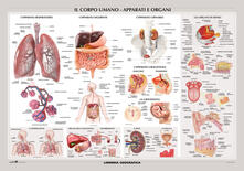 Sistema nervoso. Carta murale.pdf