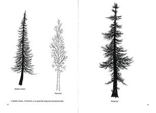 Disegnare Un Albero Ediz Illustrata Bruno Munari Libro Corraini Workshop Ibs